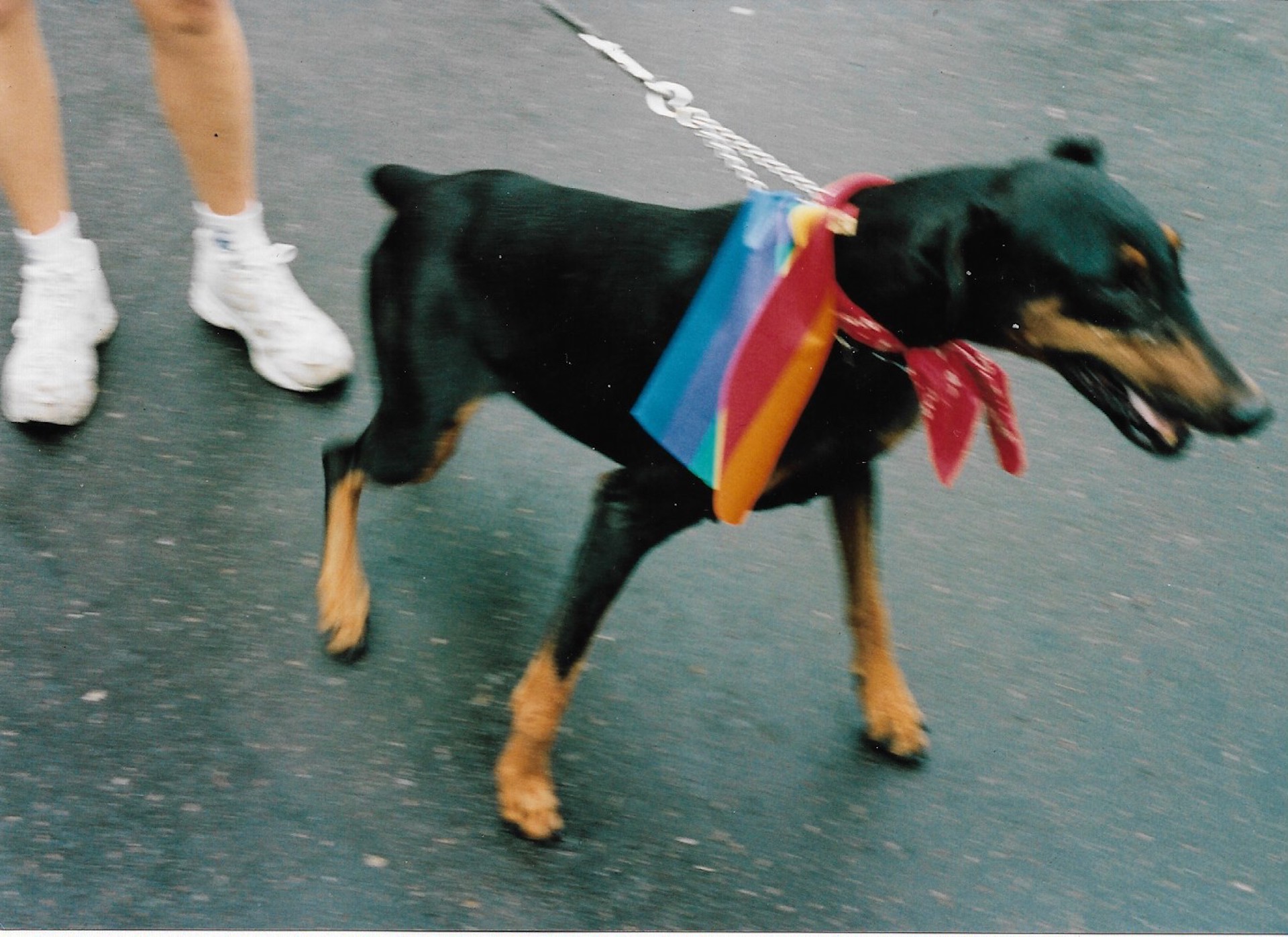 Perros con la bandera de la diversidad, toma 1