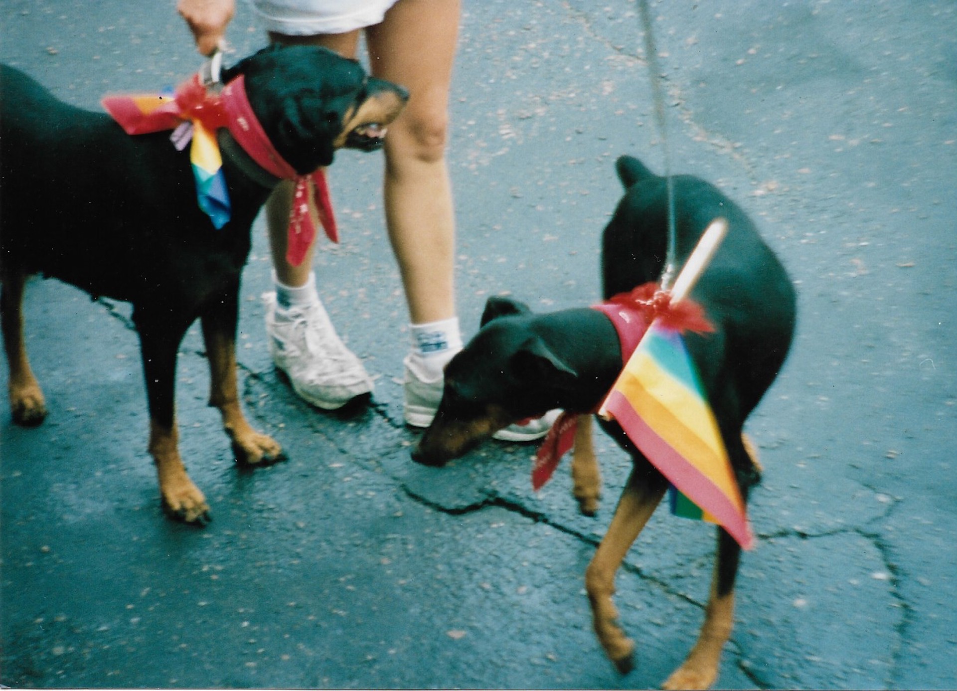 Perros con la bandera de la diversidad, toma 2